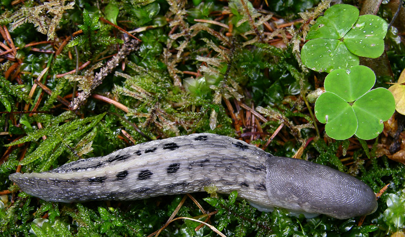 Limax cf cinereoniger da Pergine (TN)